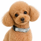 Rays Official - Pet Collar